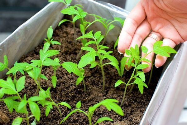 ภาชนะใส่ต้นกล้า