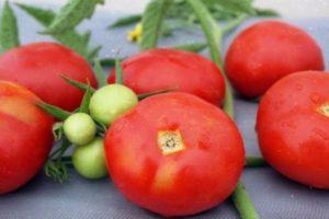 คำอธิบายเกี่ยวกับมะเขือเทศพันธุ์ Otradny ที่มีการเจริญเติบโตและการปลูกพันธุ์โดยใช้ต้นกล้า