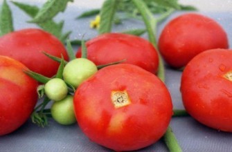 มะเขือเทศสุก