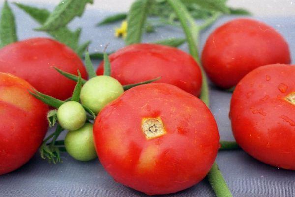 มะเขือเทศสุก