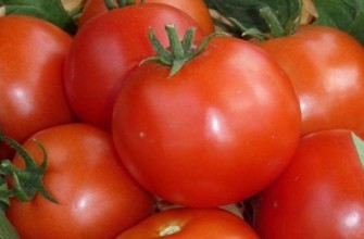 มะเขือเทศของปาโบล