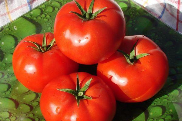 มะเขือเทศเพลาเกยา