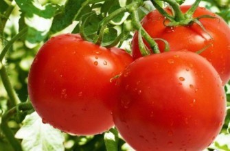 มะเขือเทศเพอร์ซิอุส