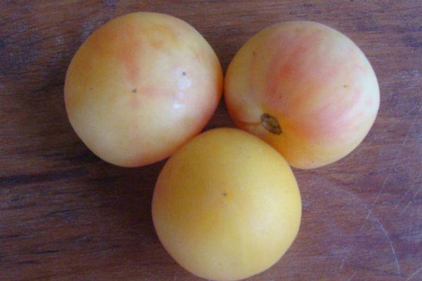 พีชสีเหลือง