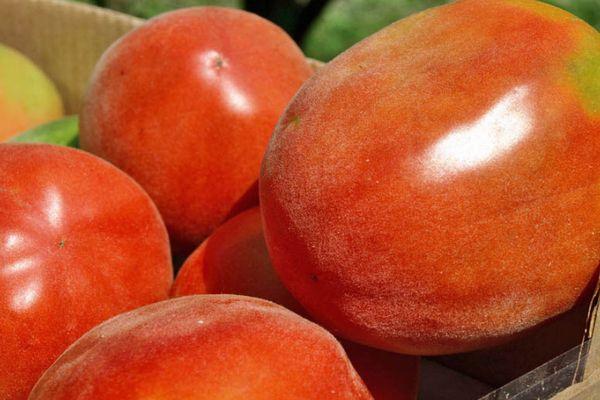 มะเขือเทศพีช