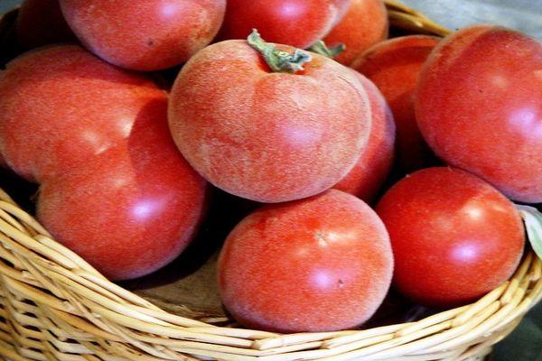 แจกันมะเขือเทศ