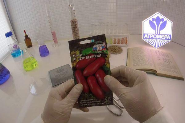 เมล็ดมะเขือเทศ