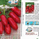 ลักษณะของมะเขือเทศ