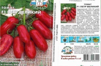 ลักษณะของมะเขือเทศ