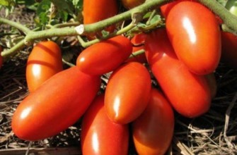 มะเขือเทศผู้ชนะ