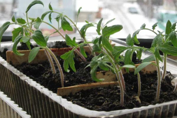 ภาชนะใส่ต้นกล้า