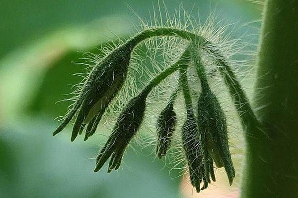 ดอกมะเขือเทศ