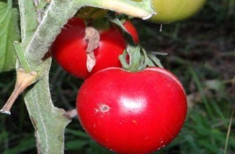 มะเขือเทศสโนว์ดรอป