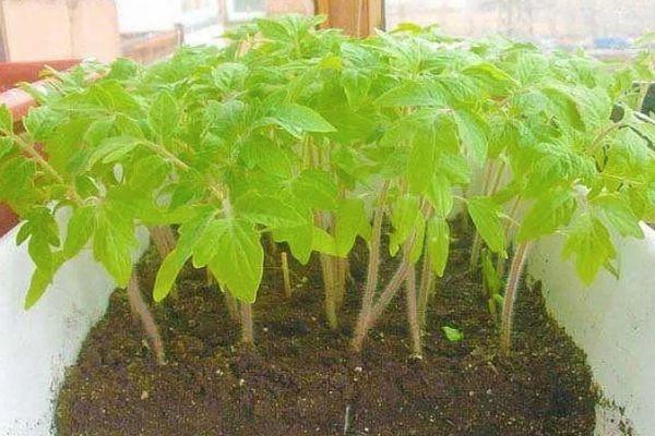 ถั่วงอกมะเขือเทศ