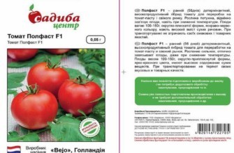 ลักษณะของมะเขือเทศ