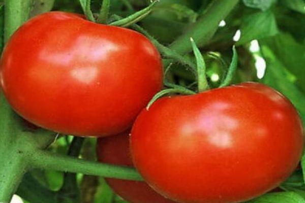 มะเขือเทศขนาดใหญ่