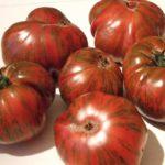 มะเขือเทศลายทาง