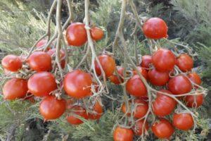 Description de la tomate Geranium Kiss et recommandations pour la culture des semis