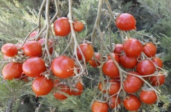 ผลมะเขือเทศ