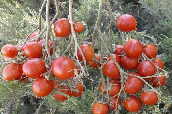 ผลมะเขือเทศ