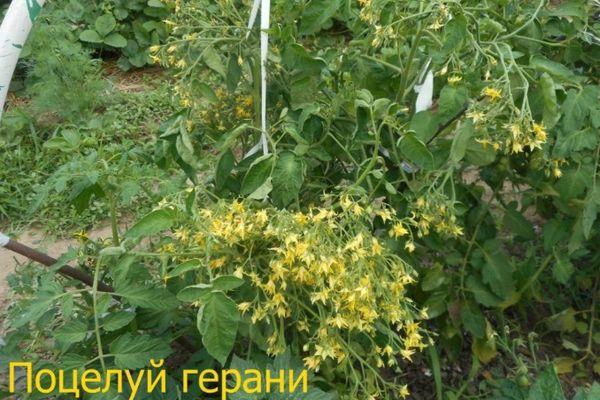 ดอกมะเขือเทศ