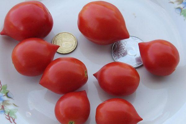 มะเขือเทศสุก