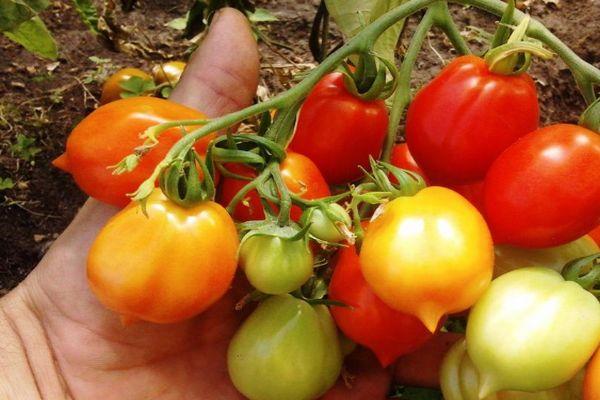 แปรงมะเขือเทศ