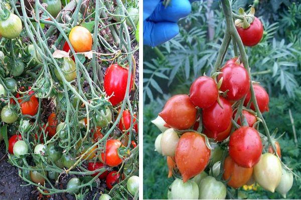 การปลูกมะเขือเทศ