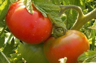 มะเขือเทศลูกผสม