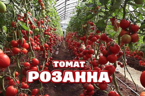 Tomates Rosanna