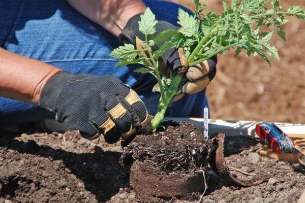 การปลูกมะเขือเทศ