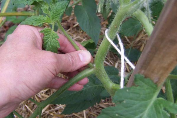 การรัดสวนมะเขือเทศ