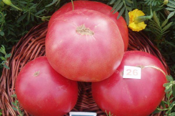 ผลมะเขือเทศ