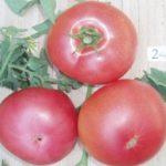 มะเขือเทศสุก