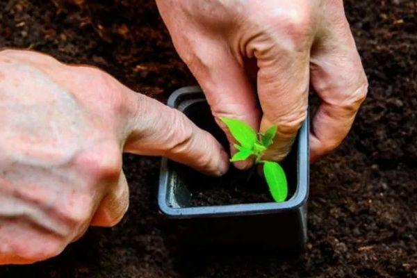 ต้นกล้ามะเขือเทศ