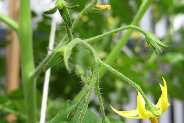 ดอกมะเขือเทศ