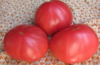 มะเขือเทศสามลูก