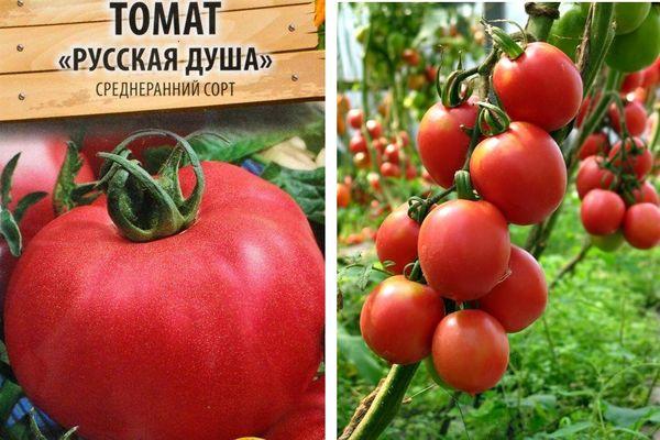 เมล็ดมะเขือเทศ