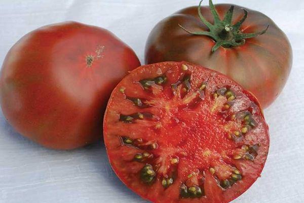 pulpe de tomate