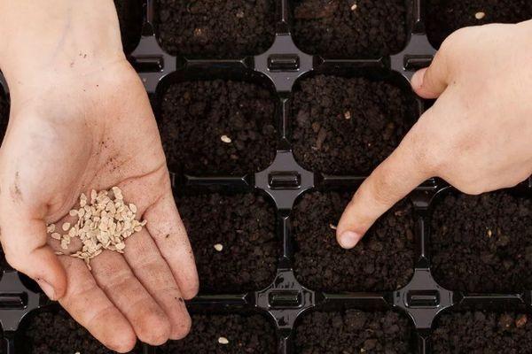 การหว่านเมล็ดพันธุ์