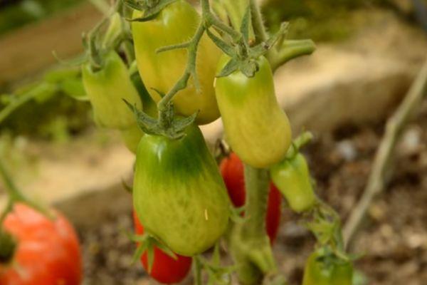 มะเขือเทศสีเขียว