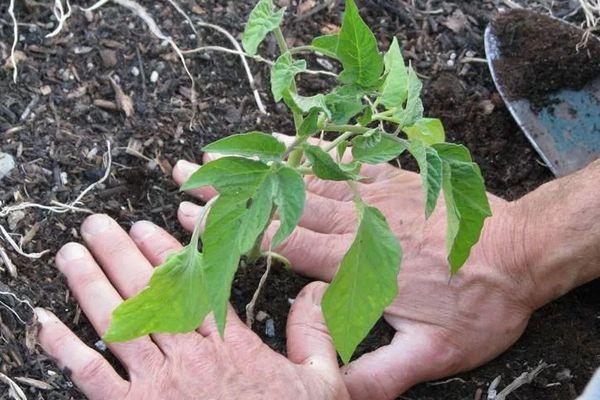 การปลูกต้นกล้า