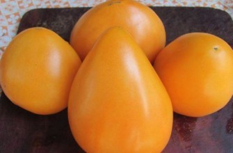 มะเขือเทศสีเหลือง