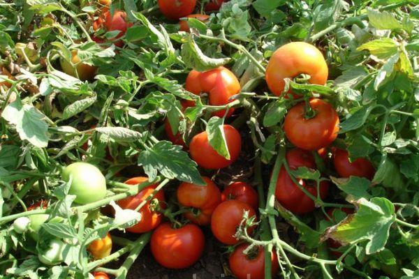 Un buisson avec des tomates