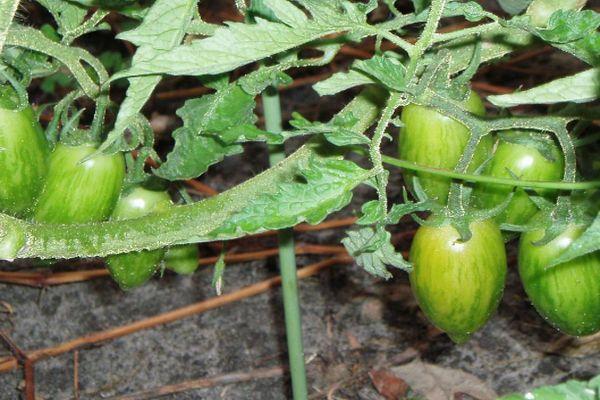Tomates vertes