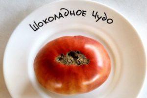 รายละเอียดของมะเขือเทศช็อกโกแลตมิราเคิลและคำแนะนำในการปลูกพันธุ์