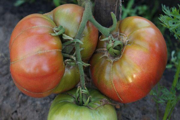 Une brosse de tomates