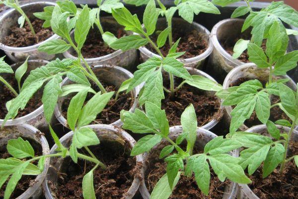 ถั่วงอกมะเขือเทศ