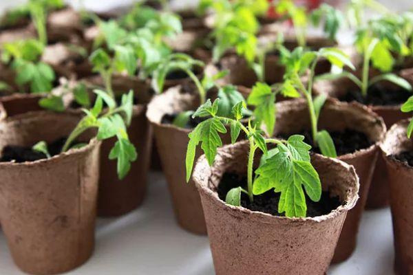 หม้อพีท