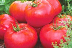 คำอธิบายพันธุ์มะเขือเทศไซบีเรียและแอปเปิลซีรีส์